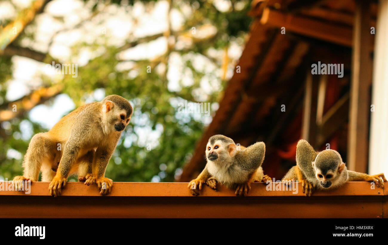 Trois mignon singe-araignée Banque D'Images