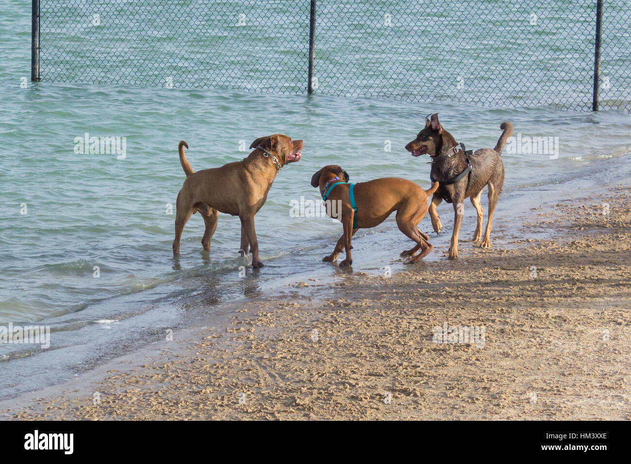 Parc chien agressif, comportement mutt boxer se recroquevillant entre pit-bull et mix mélange de berger allemand qui semble être la prestation d'un grognement d'avertissement dans la fosse Banque D'Images