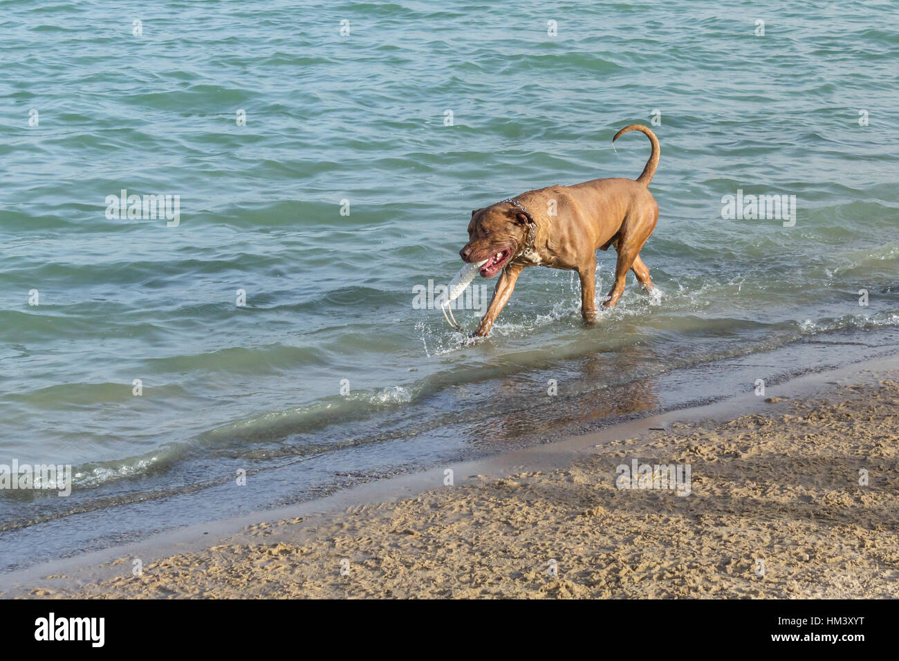 Bullmastiff pit bullterrier blanc portant un mélange toy fetch le long de la rive d'un chien de sable plage parc Banque D'Images