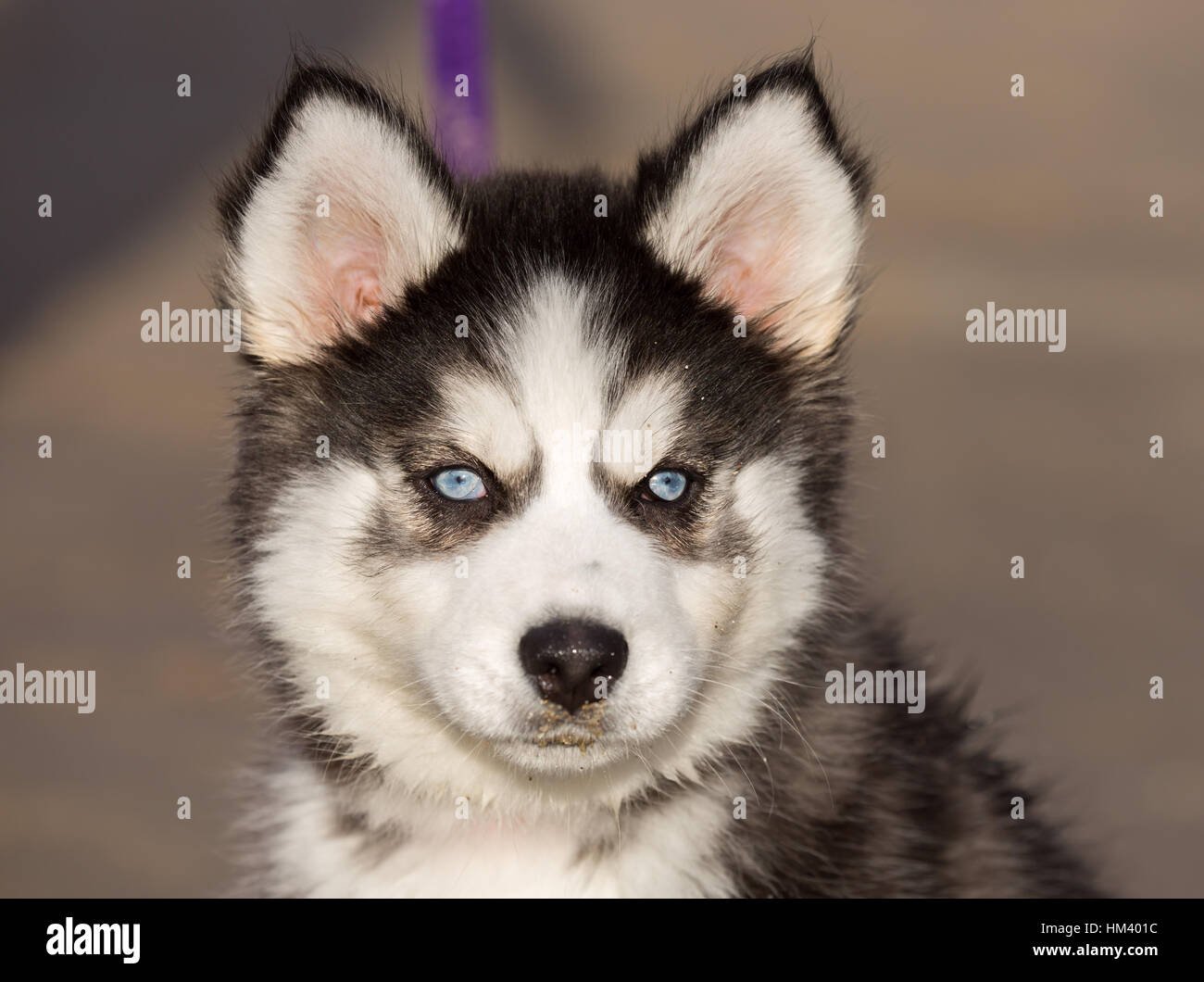 Chiot husky siberien blanc et yeux bleu Banque de photographies et d’images à haute résolution