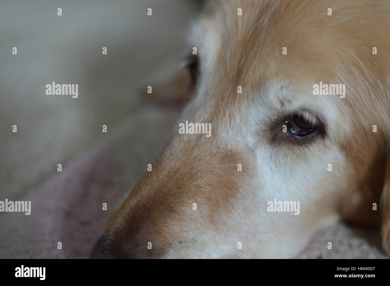 Golden Retriever fixant Banque D'Images