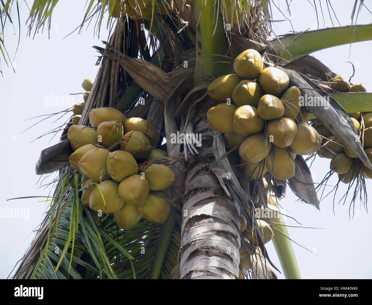 Cocotier. Kerala, Inde Banque D'Images