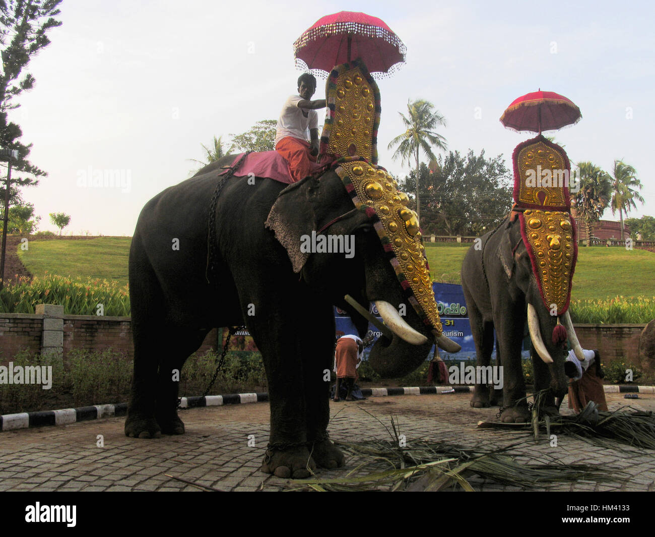 Les éléphants décorés pour onam festival. Trivandrum, Kerala, Inde Banque D'Images