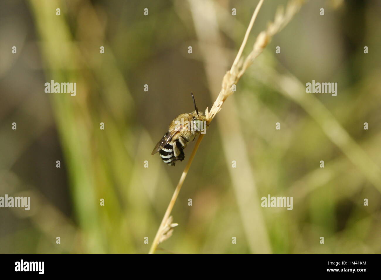 Abeille bleue, Amegilla cingulata. Banque D'Images