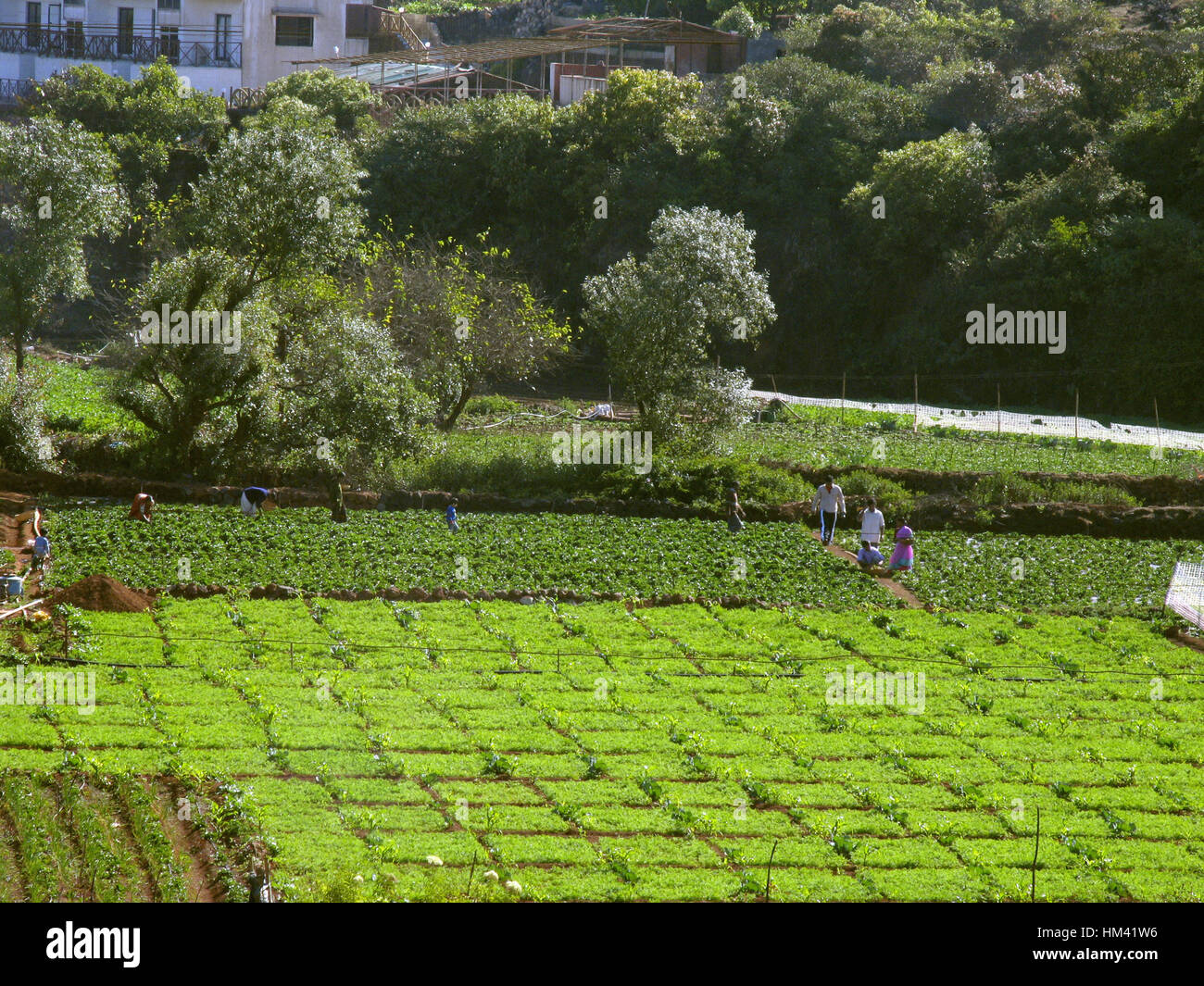 Les personnes qui travaillent dans le champ de fraises. Mahabaleshwara, Satara, Maharasthra, Inde. Champ de fraises. Mahabaleshwara, Satara, Maharashtra, Inde Banque D'Images