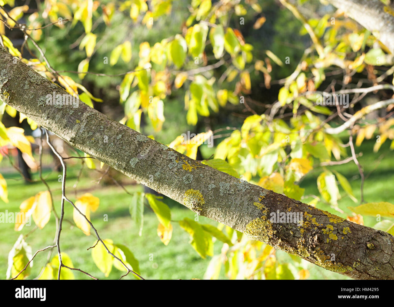 Branche horizontale d'un arbre avec un fond naturel. Banque D'Images