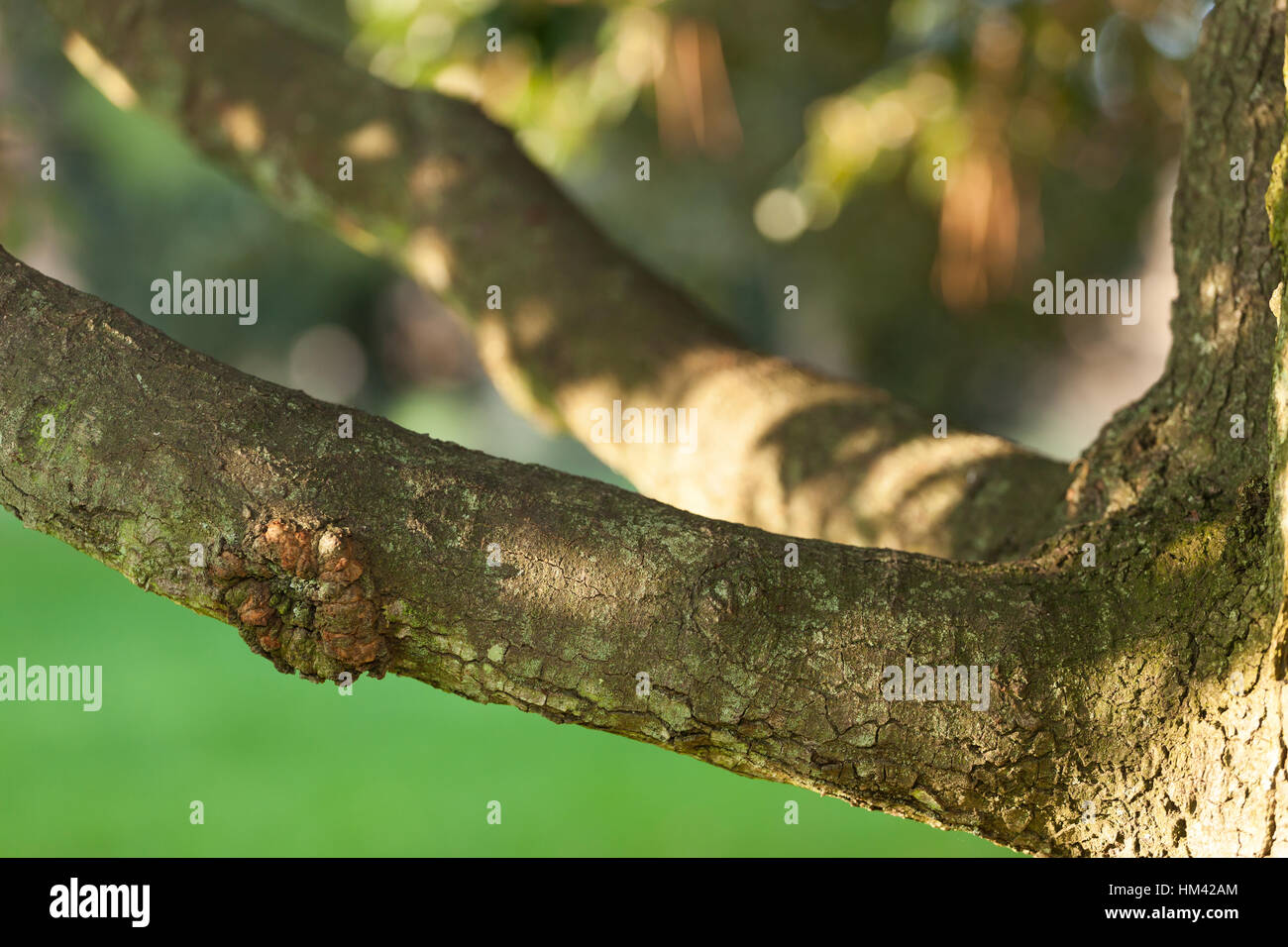 Branche horizontale d'un arbre avec un fond naturel. Banque D'Images
