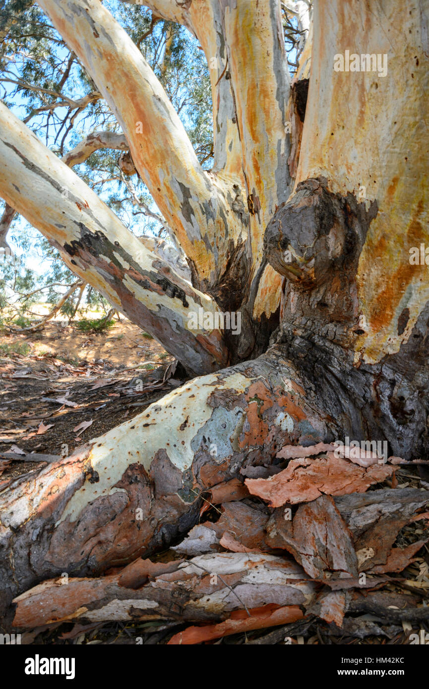 100 Semi Di Eucalipto (Eucalyptus Camaldulensis) - Pianta Dal Fogliame Verde - Marca Tu Propio Jardín