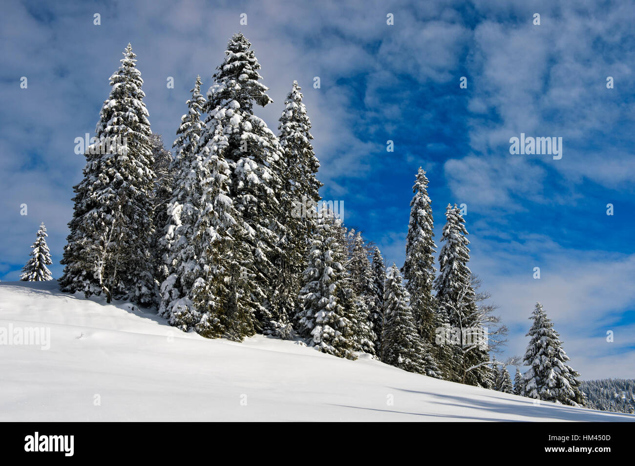 Paysage d'hiver avec les Conifères couverts de neige dans le jura suisse près de Saint-Cergue, Vaud, Suisse Banque D'Images