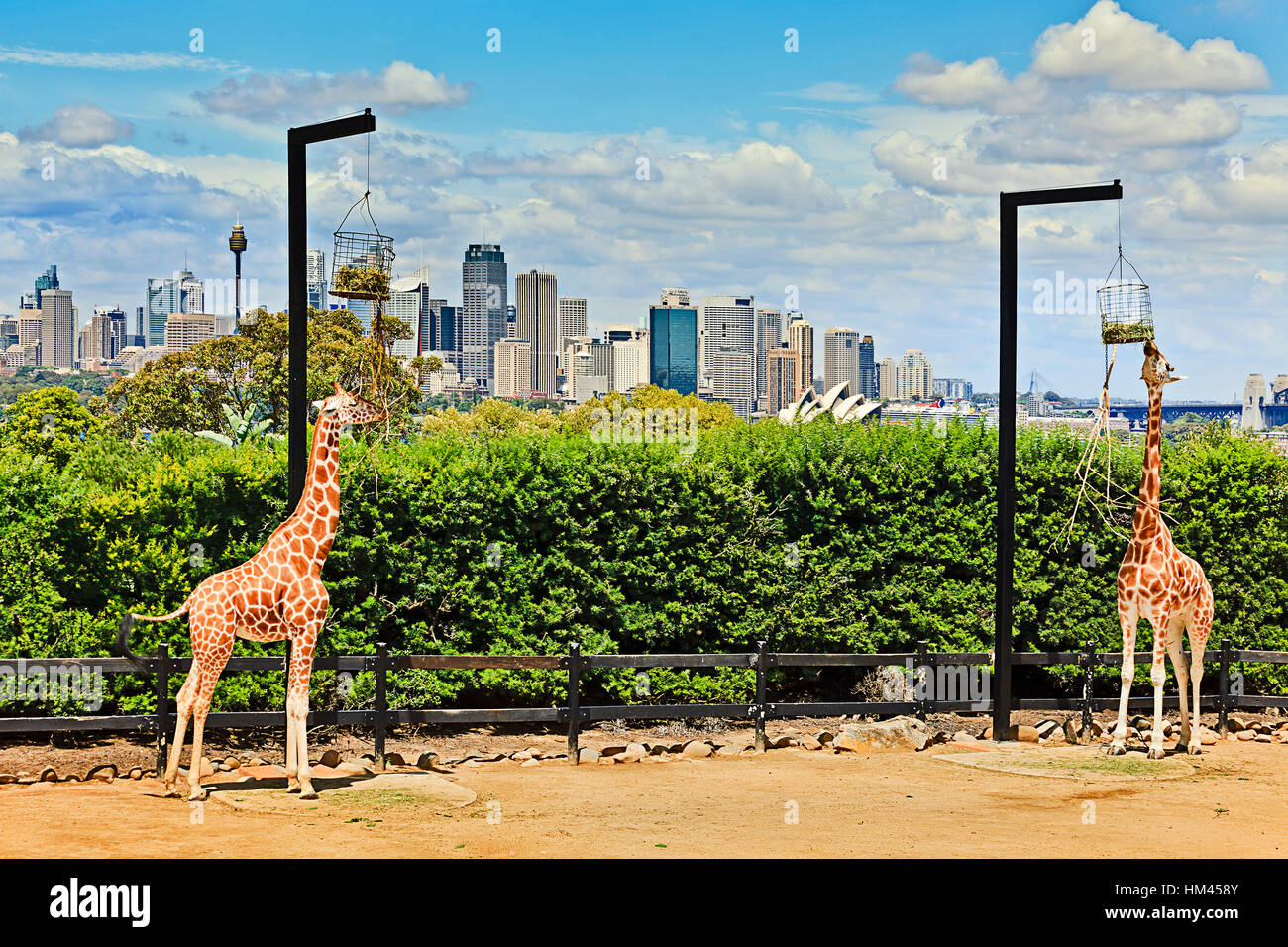 Un couple de girafes africaines dans parc verdoyant sur les rives du port de Sydney CBD contre city landmarks mangent de leurs cages. Banque D'Images