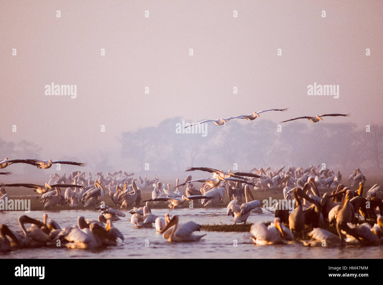 Great White Pelican, (Pelacanus onocrotalus), Flock se lissant tôt le matin dans le parc national de Keoladeo Ghana,Rajasthan, Inde Banque D'Images