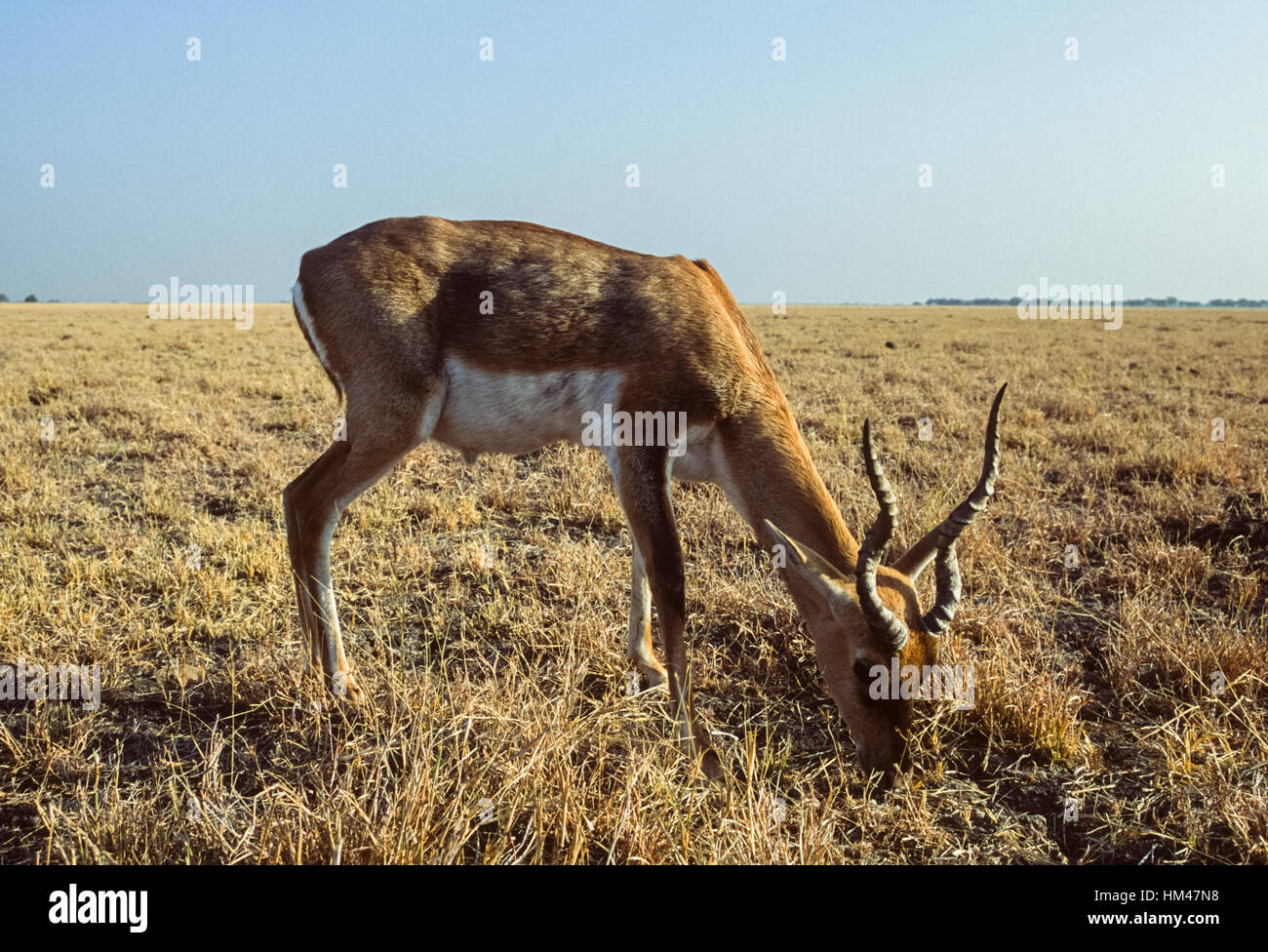 Blackbuck indien, (Antilope cervicapra),mâle sur plaines herbeuses, Velavadar Blackbuck National Park,,Gujarat, Inde Banque D'Images