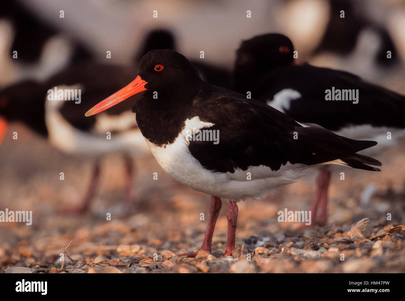 Eurasian oystercatcher (Haematopus ostralegus), au perchoir en lagune, réserve RSPB Snettisham, Norfolk, Royaume-Uni Banque D'Images