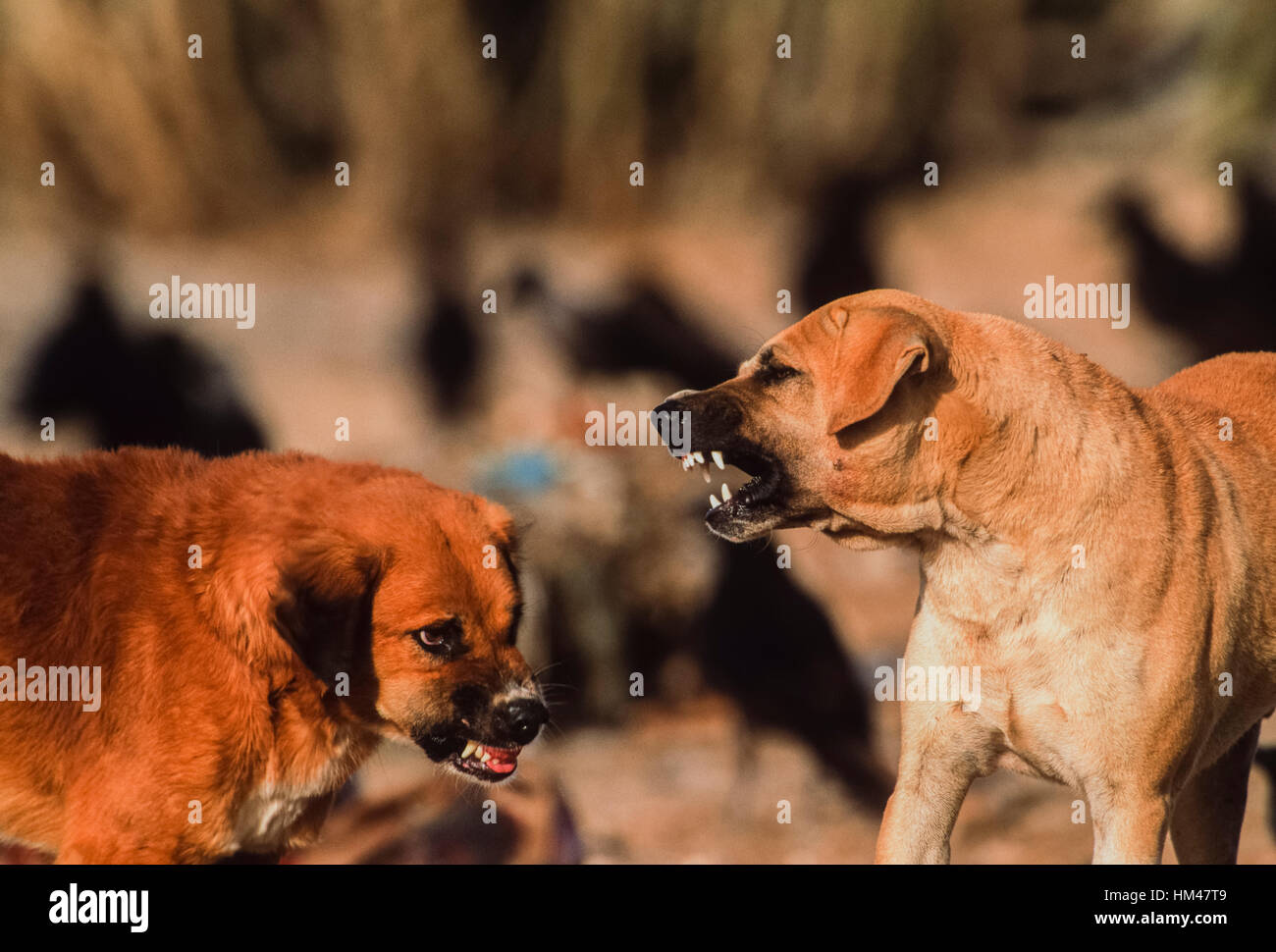 Chiens féroces combats sur un animal d'une décharge publique, (depuis le déclin de la population de chiens sauvages vautour a augmenté), Rajasthan, Inde Banque D'Images