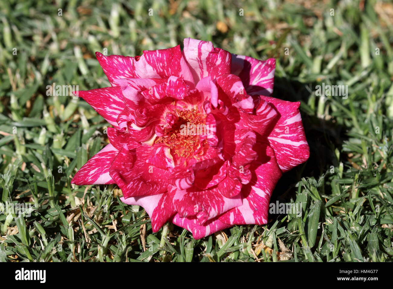 Close up of Candy Stripe Hybrid Tea Rose en pleine floraison Banque D'Images