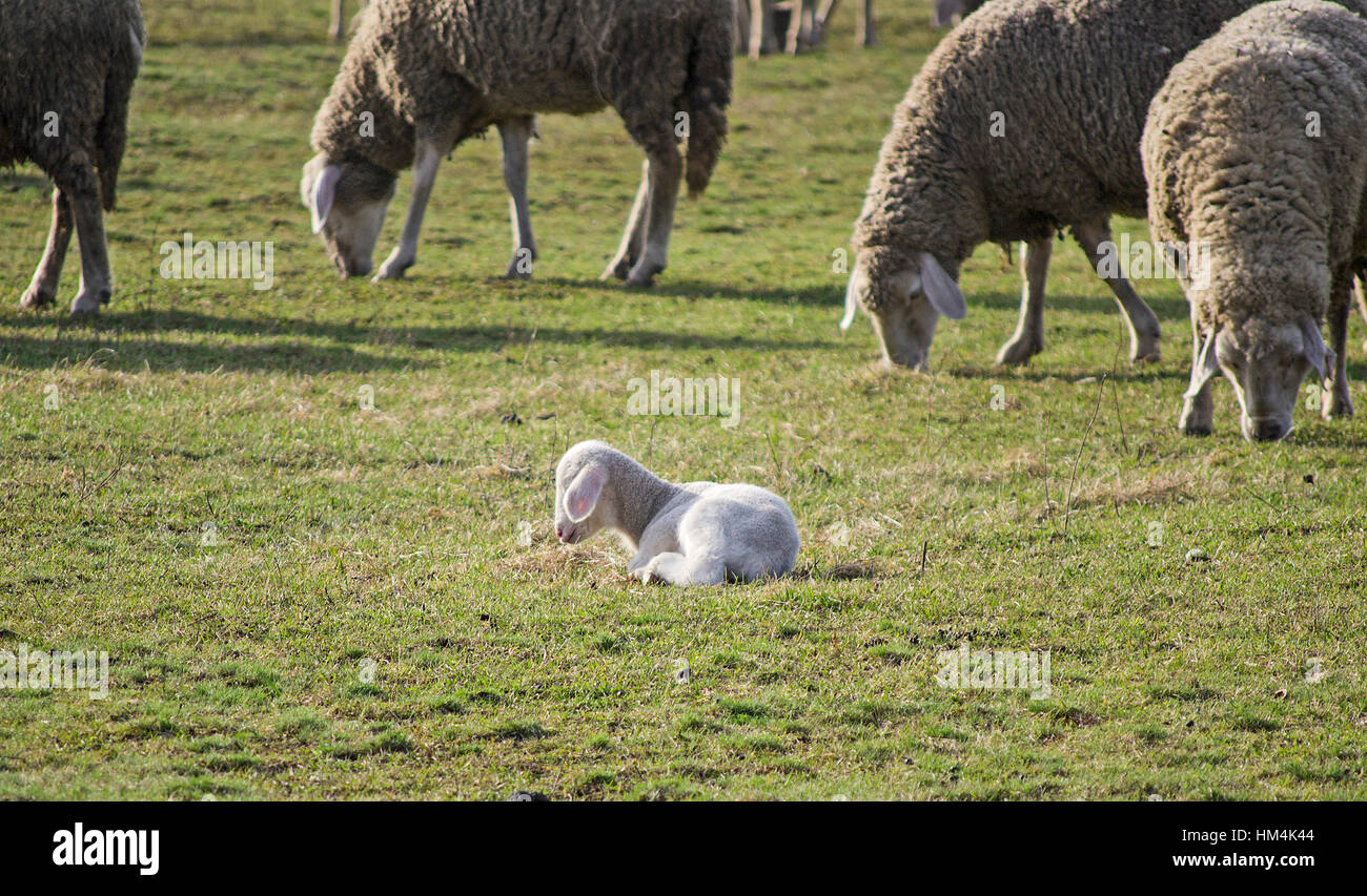 Cute lamb en été avec des moutons sur l'Alpage Banque D'Images