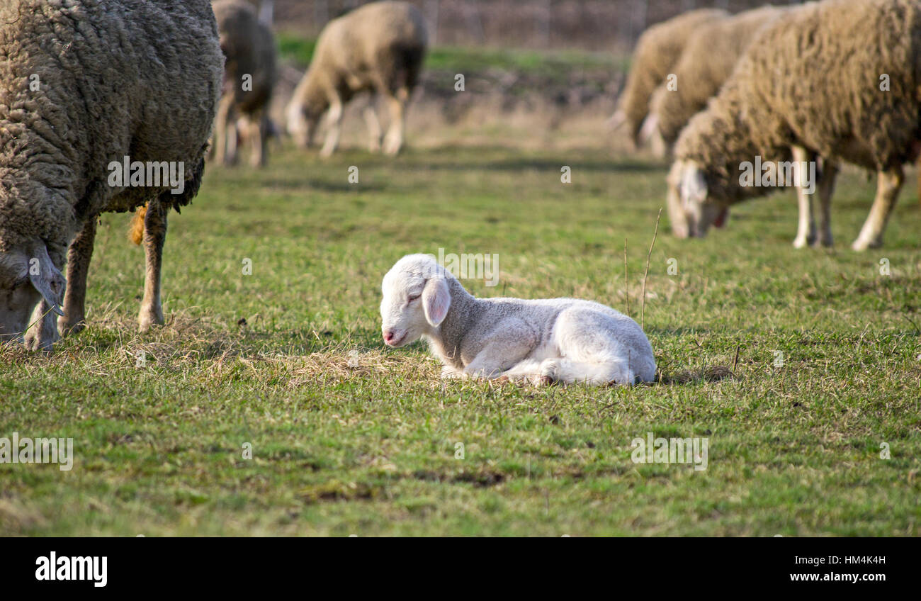 Cute lamb en été avec des moutons sur l'Alpage Banque D'Images