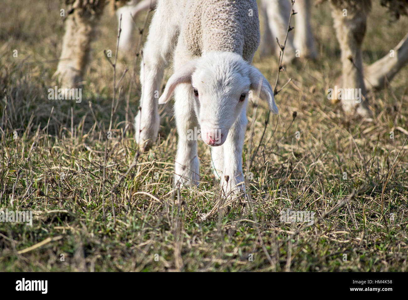 Cute lamb en été avec des moutons sur l'Alpage Banque D'Images