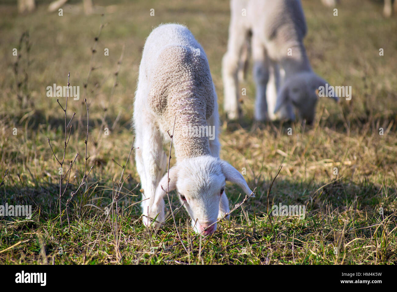 Agneaux mignon en été sur l'Alpage Banque D'Images