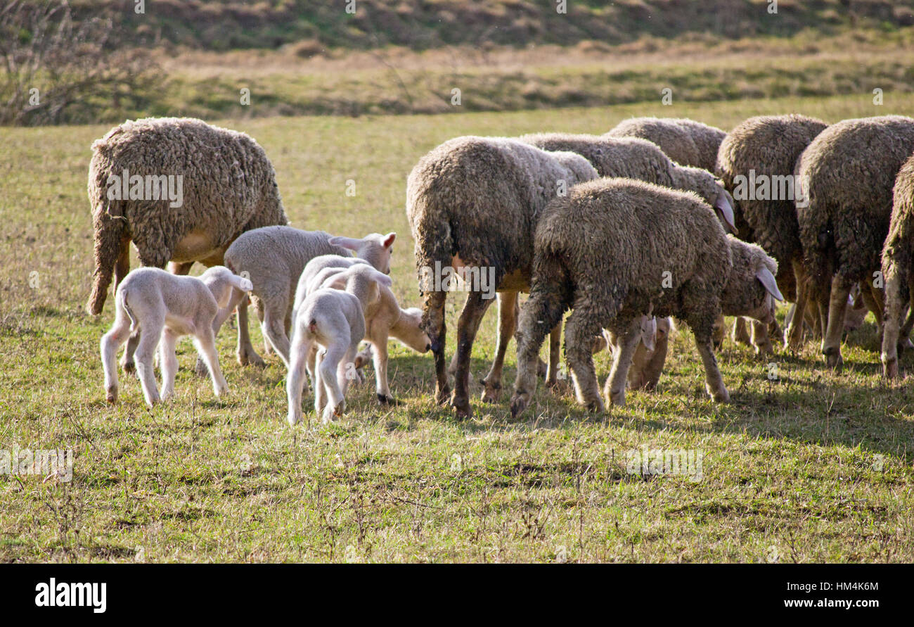 Cute lamb au printemps avec des moutons paissant Banque D'Images