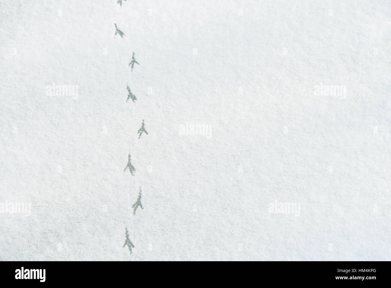 Pied d'oiseaux sur la neige des pistes Banque D'Images