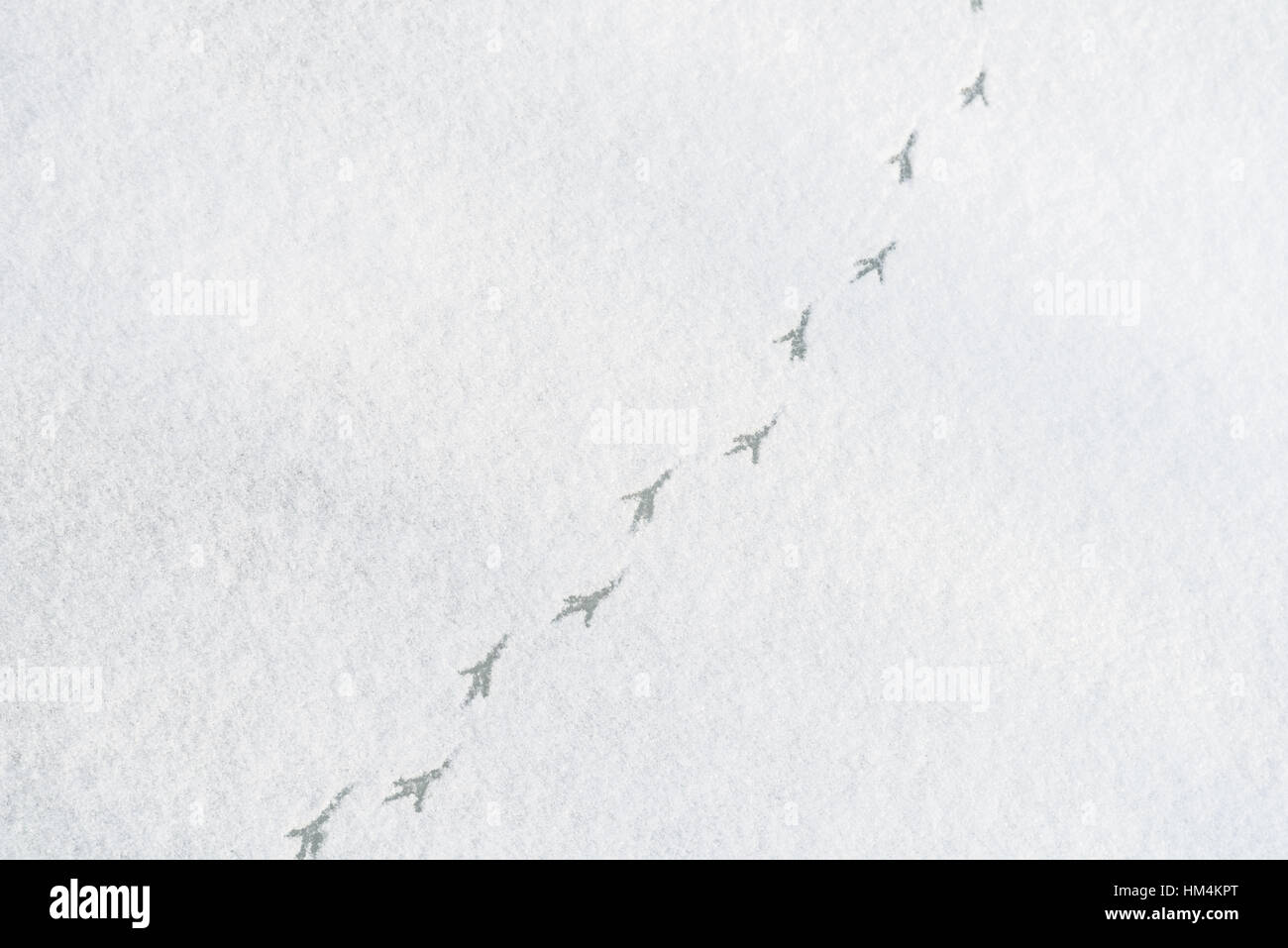 Pied d'oiseaux sur la neige des pistes Banque D'Images