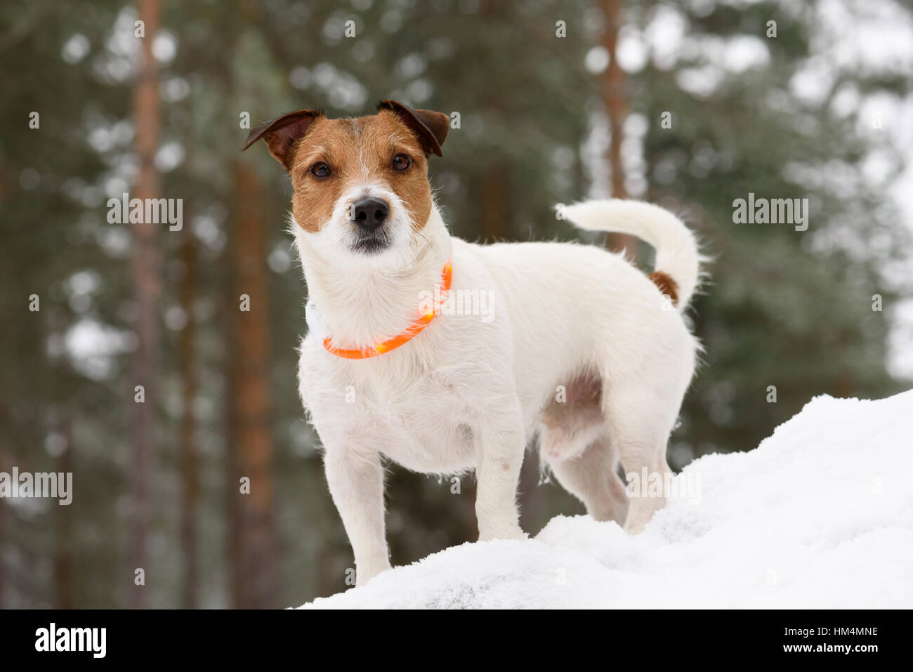 Il porte le collier avec des diodes LED pour feux de circulation routière Banque D'Images