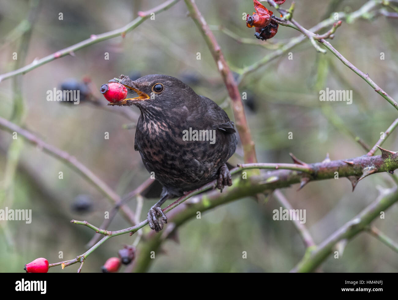 Blackbird femelle mûres manger dog rose des baies ou d'églantier Banque D'Images