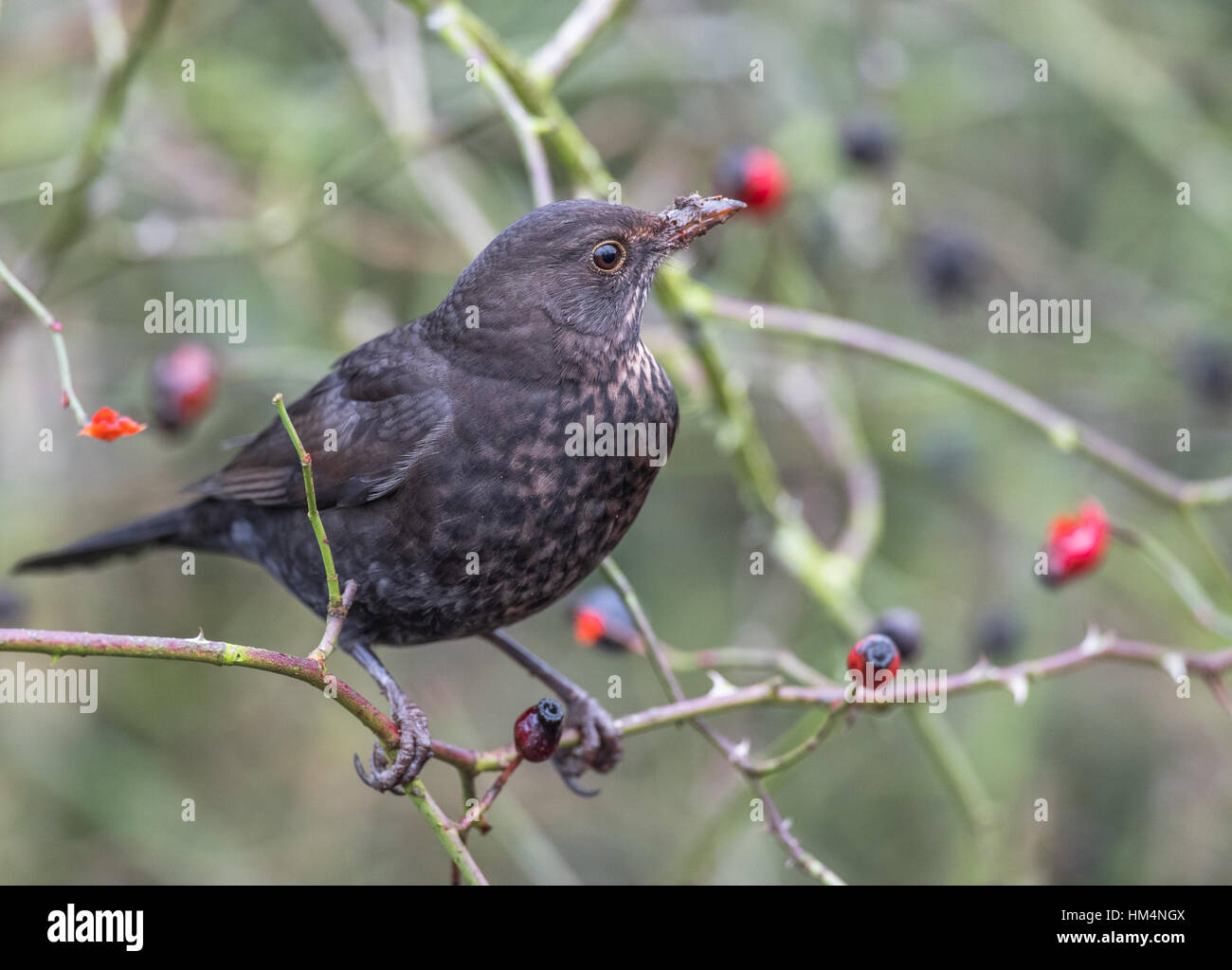 Blackbird femelle mûres manger dog rose des baies ou d'églantier Banque D'Images