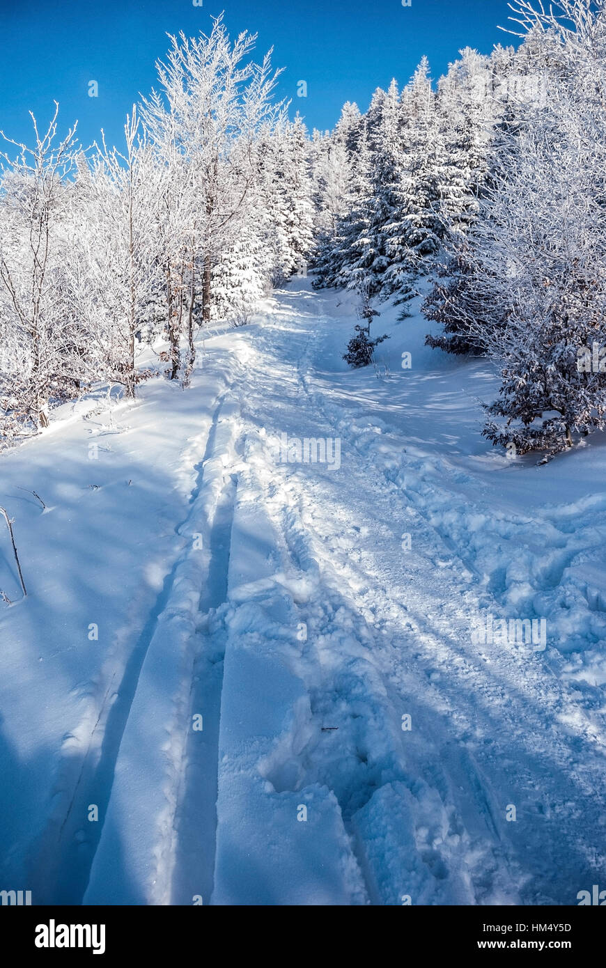 Forêt gelée avec ciel clair, neige et sentier de randonnée va d'Ostravice à Lysa hora colline en hiver Moravskoslezske Beskydy montagnes en république tchèque. Banque D'Images