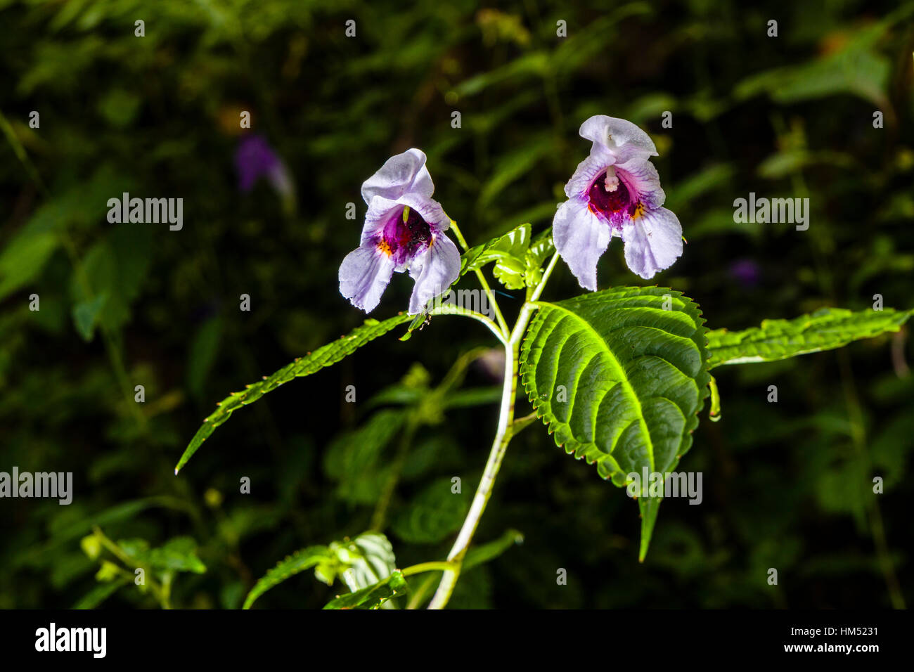 Une fleur en fleur de casque de policier (Impatiens glandulifera) Banque D'Images