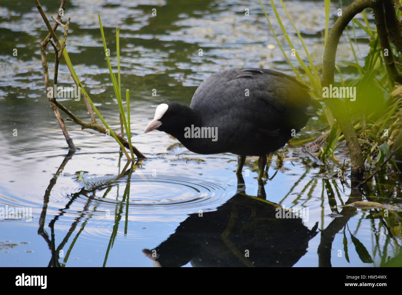 Une foulque dans un étang avec alge verdure entourant le canard oiseaux Banque D'Images