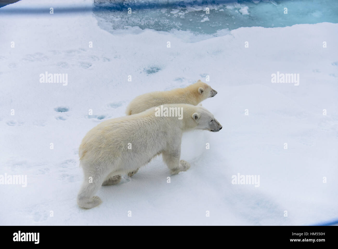 L'ours polaire (Ursus maritimus) mère et son petit sur la banquise, au nord de l'arctique de Svalbard en Norvège Banque D'Images