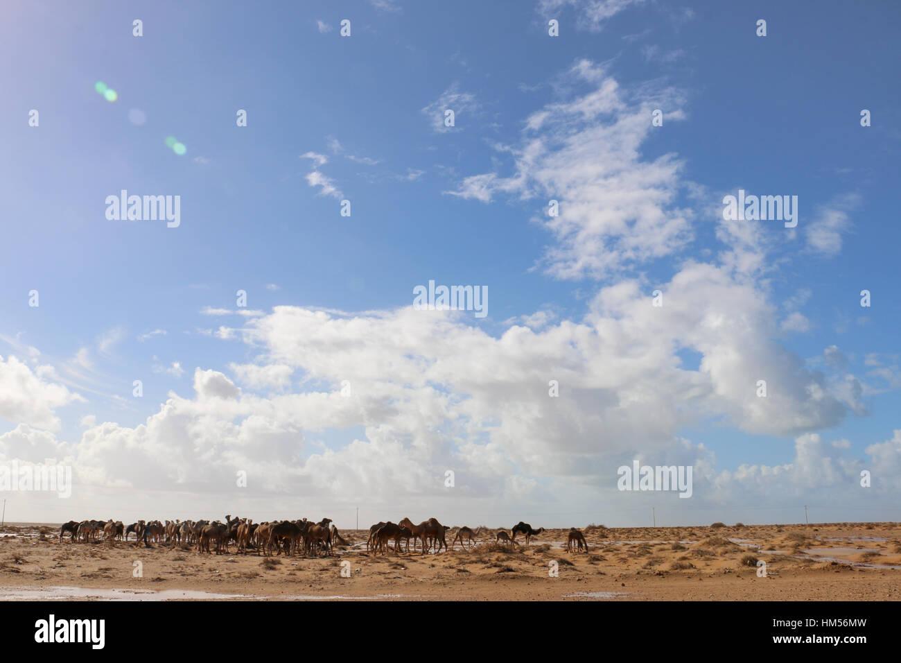 Les chameaux, Sahara occidental Banque D'Images