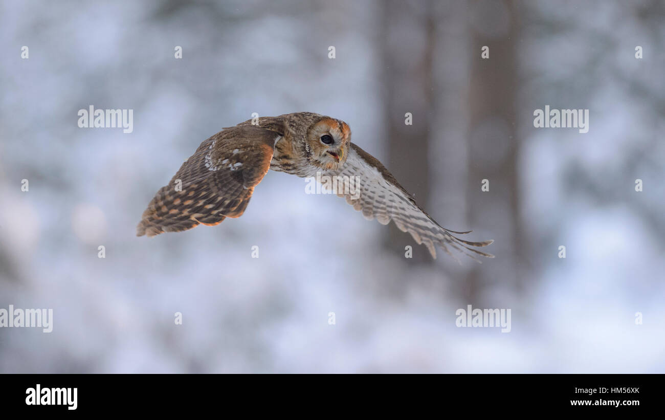 Tawny owl (Strix Aluco enr.) le vol par snowy winter forest, forêt de Bohême, République Tchèque Banque D'Images