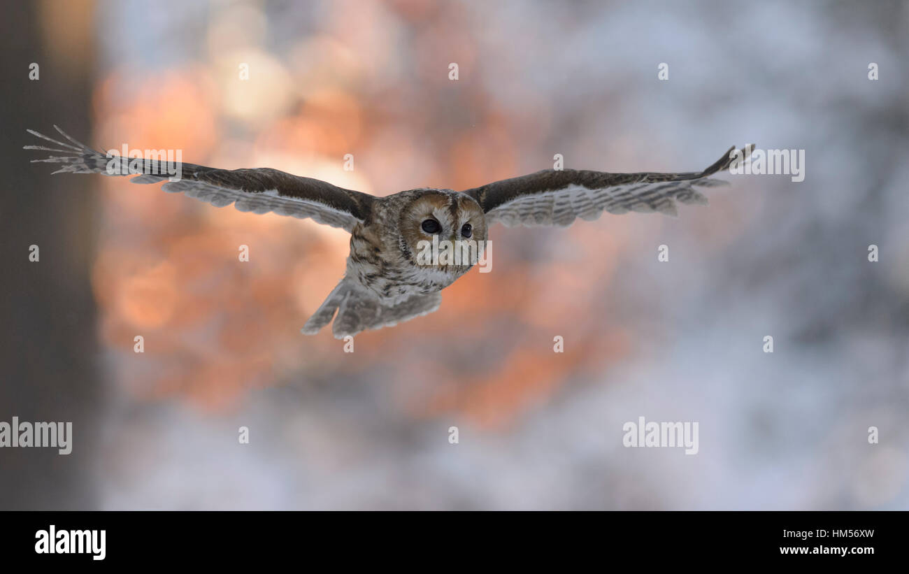 Tawny owl (Strix Aluco enr.) voler en hiver au coucher du soleil, la Forêt de Bohême, République Tchèque Banque D'Images