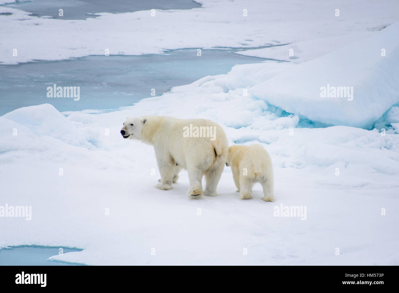 L'ours polaire (Ursus maritimus) mère et son petit sur la banquise, au nord de l'arctique de Svalbard en Norvège Banque D'Images