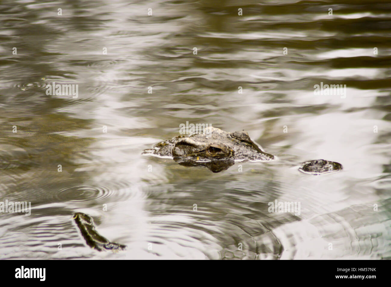 Les yeux de crocodile dans un plan d'eau à Mombasa, Kenya Banque D'Images