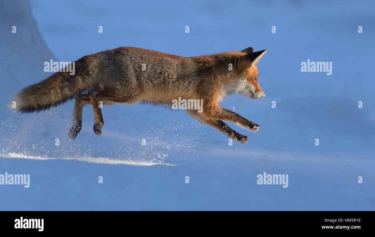Le renard roux (Vulpes vulpes), chasse, saut dans la neige, la Forêt de Bohême, République Tchèque Banque D'Images