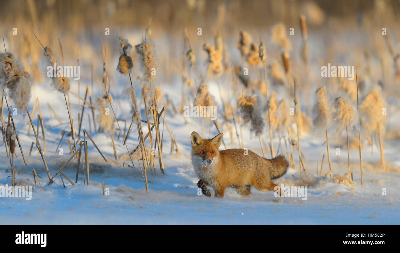 Le renard roux (Vulpes vulpes) marcher dans la neige en face de roseaux, sur un lac gelé, des roseaux avec les coupelles de semences, Sumava Banque D'Images