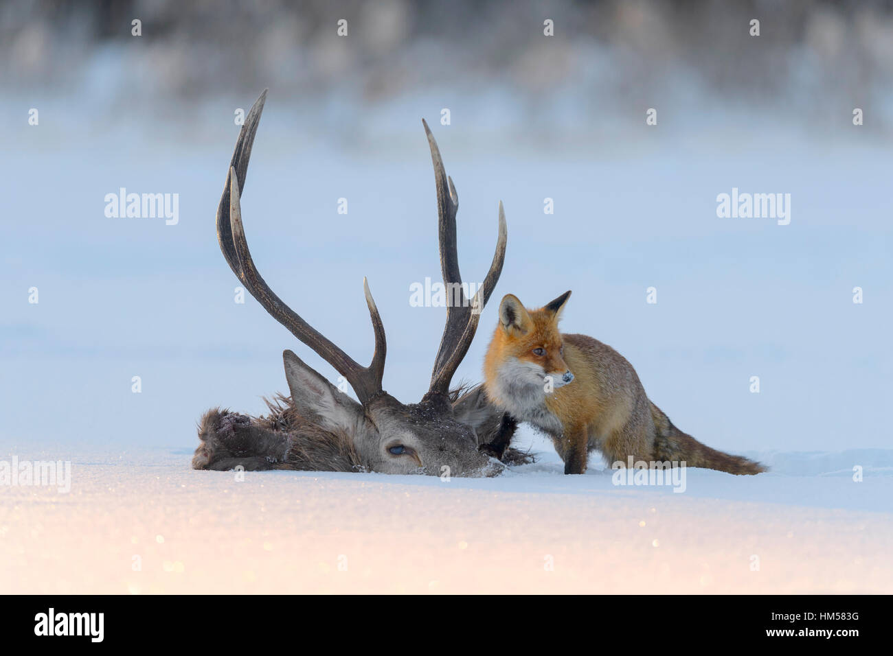 Le renard roux (Vulpes vulpes), par la carcasse d'un cerf rouge qui est tombé dans la glace, lac gelé, forêt de Bohême, République Tchèque Banque D'Images