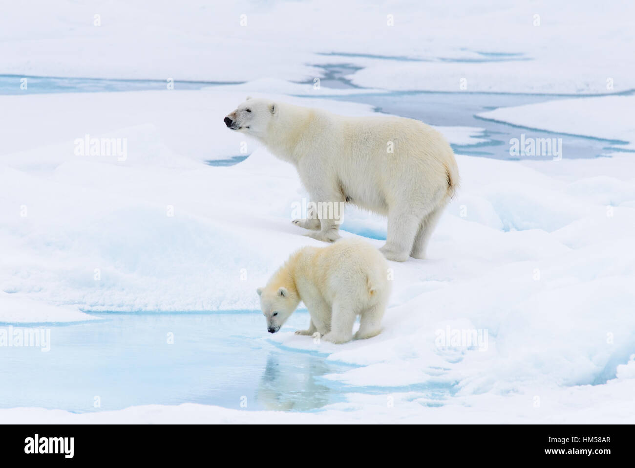 L'ours polaire (Ursus maritimus) mère et son petit sur la banquise, au nord de l'arctique de Svalbard en Norvège Banque D'Images