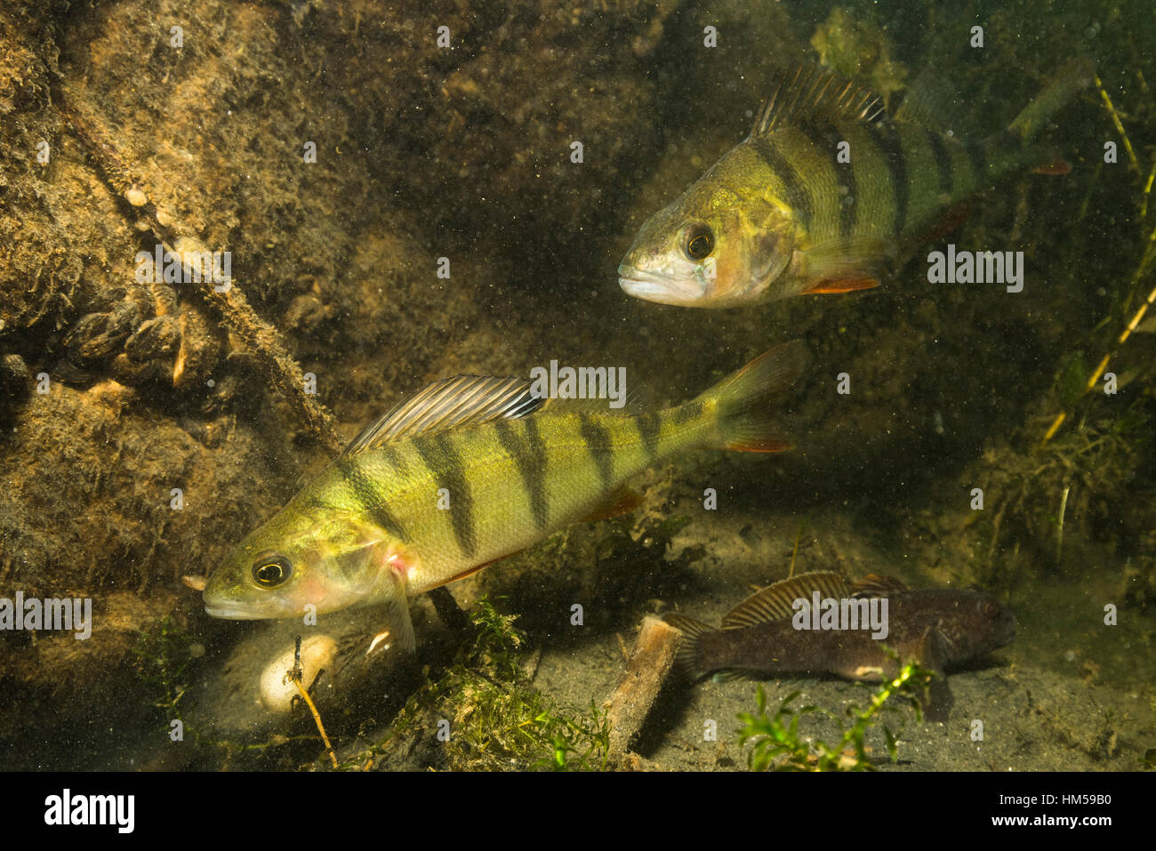 European la perche (Perca fluviatilis) et le gobie à taches noires (Neogobius melanostomus), Alte Donau, Vienne, Autriche Banque D'Images