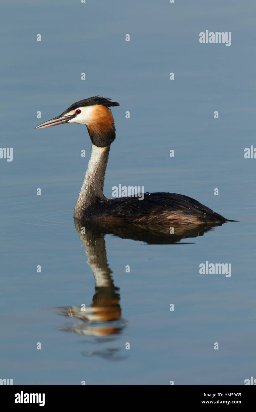 Grèbe huppé (Podiceps cristatus) sur un lac, Norfolk, Angleterre, Royaume-Uni Banque D'Images