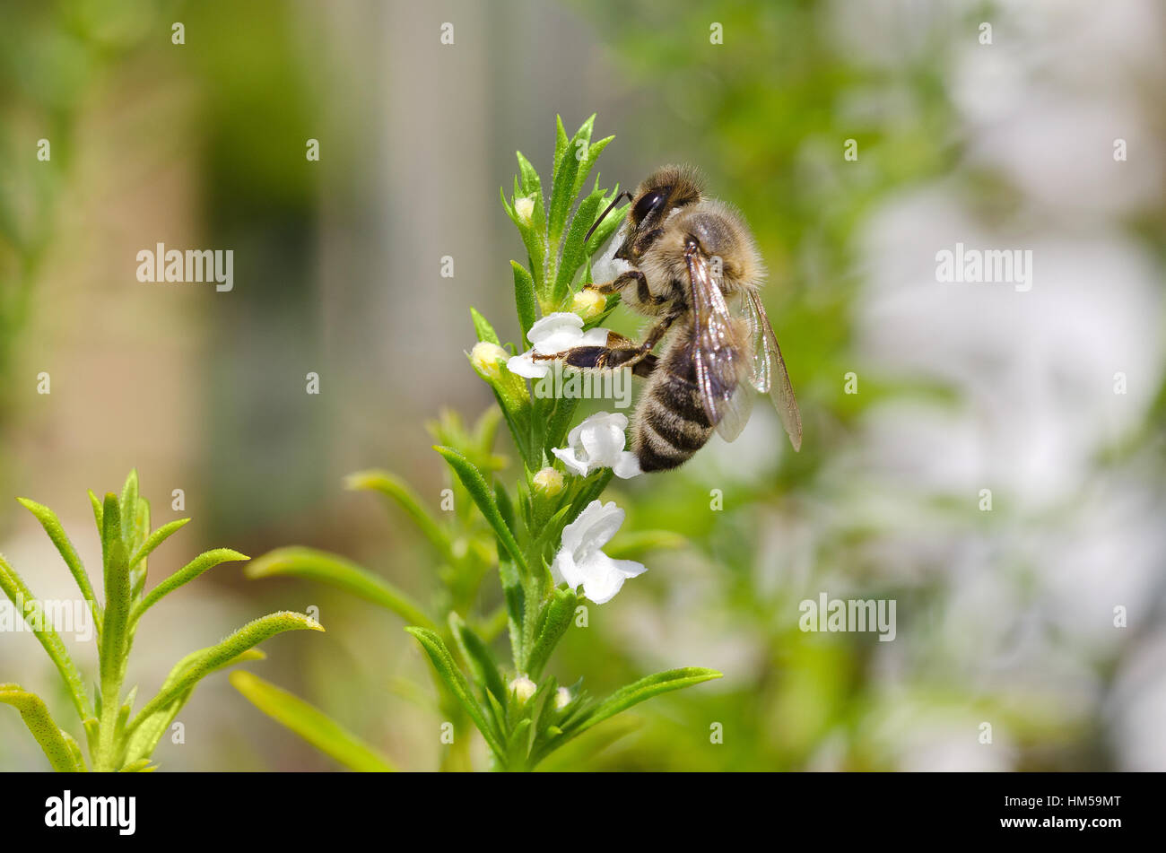 La collecte et l'extraction de l'abeille le nectar des fleurs de thym blanc. L'Ouest ou de l'abeille, Apis mellifera pollinisent. Banque D'Images