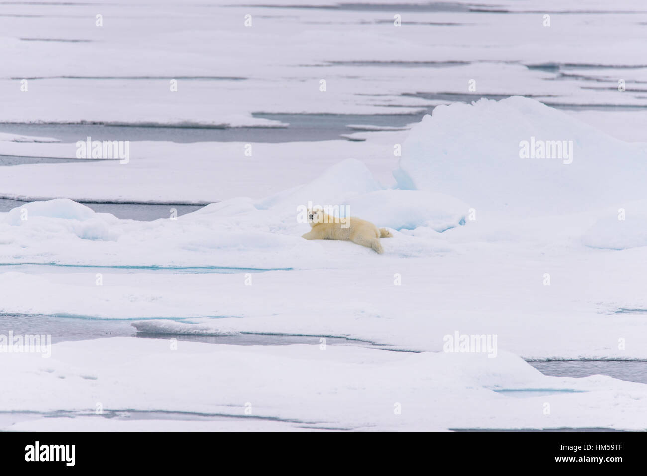 L'ours polaire (Ursus maritimus) cub sur la banquise, au nord de l'arctique de Svalbard en Norvège Banque D'Images