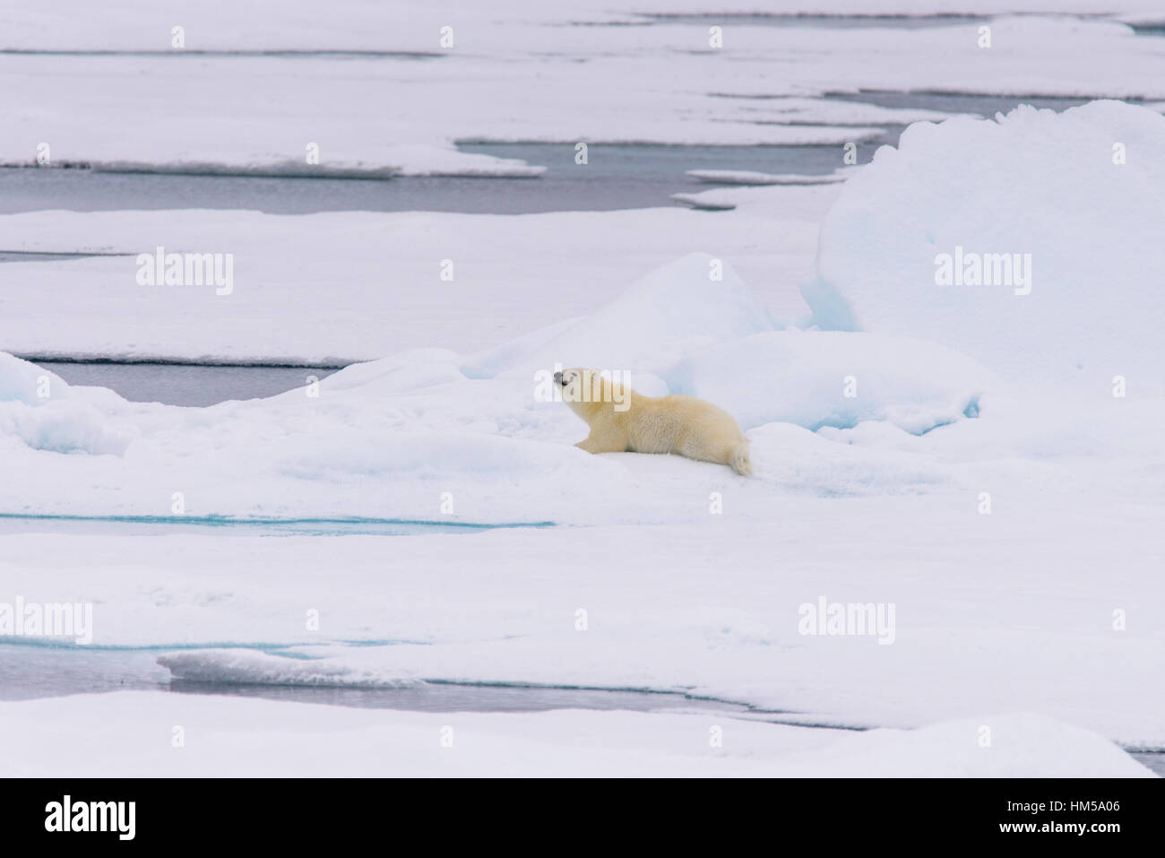 L'ours polaire (Ursus maritimus) cub sur la banquise, au nord de l'arctique de Svalbard en Norvège Banque D'Images