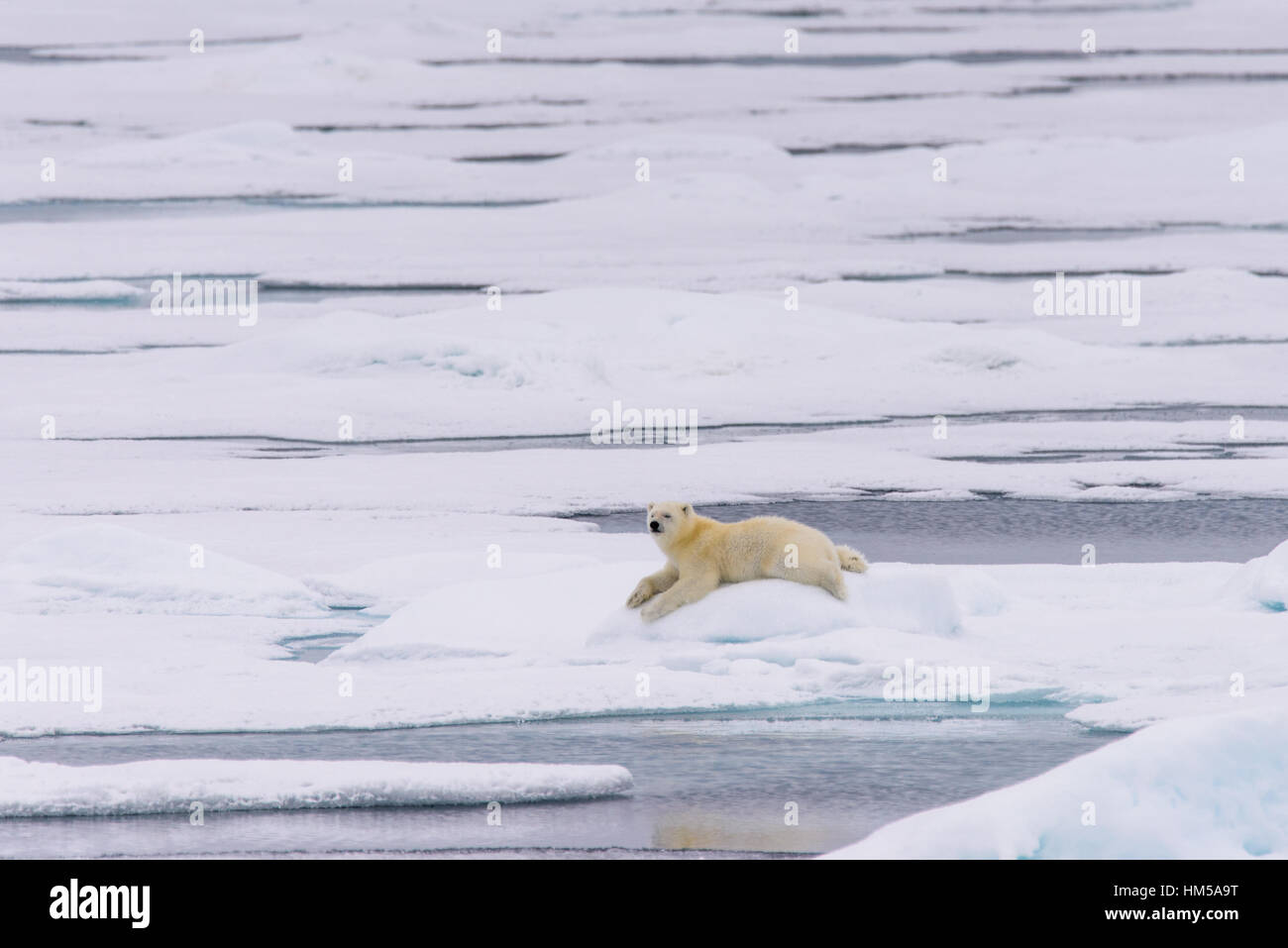 L'ours polaire (Ursus maritimus) cub sur la banquise, au nord de l'arctique de Svalbard en Norvège Banque D'Images