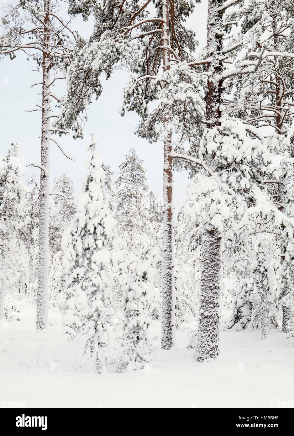 La forêt en hiver. Dalecarlia, Suède Banque D'Images