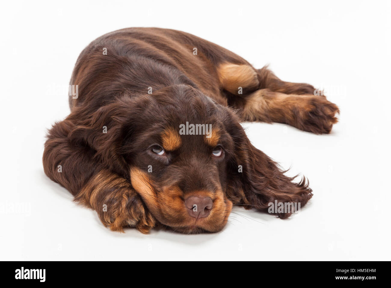 Cute puppy dog Cocker portant à la réflexion, et qui souhaitent Banque D'Images